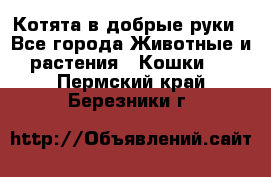 Котята в добрые руки - Все города Животные и растения » Кошки   . Пермский край,Березники г.